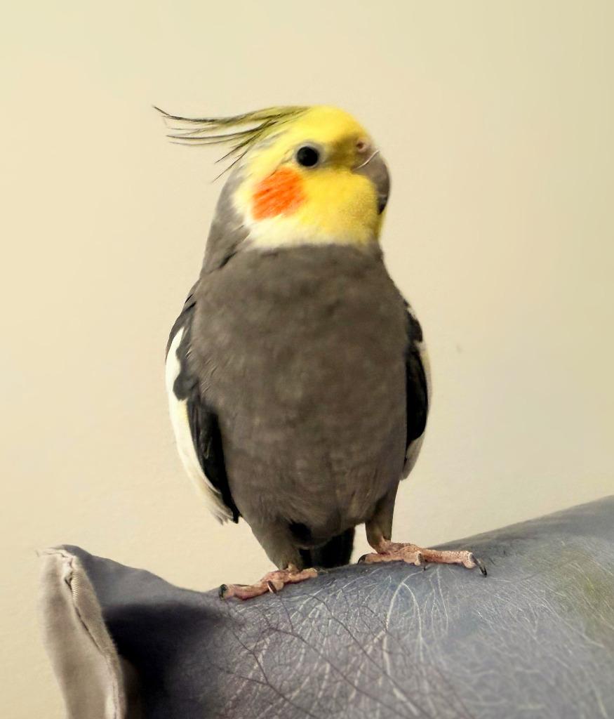 Enlarge Dusty, a Adoptable Cockatiel in Ballwin, MO image 5/6