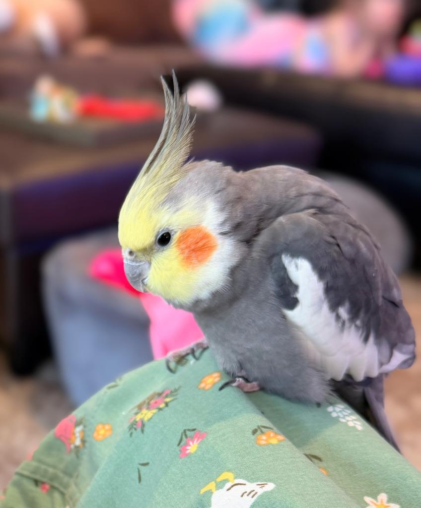 Enlarge Dusty, a Adoptable Cockatiel in Ballwin, MO image 6/6