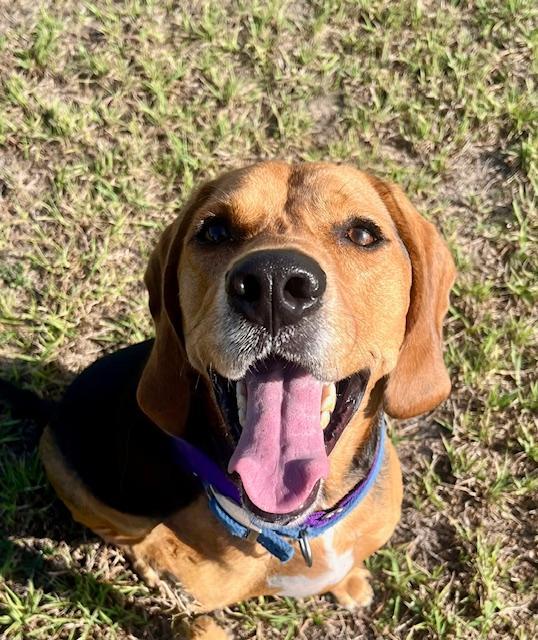 Bullet, a Adoptable mixed breed in Winter Haven, FL image 3/4