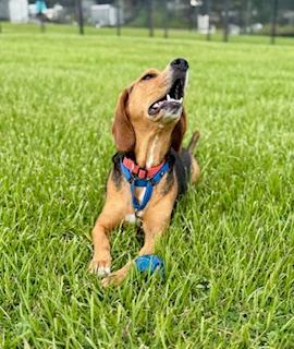 Bullet, a Adoptable mixed breed in Winter Haven, FL image 2/4