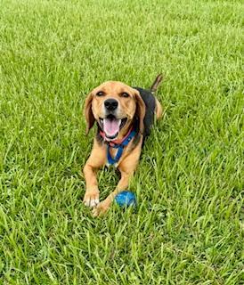 Bullet, Adoptable, Adult Male Beagle.