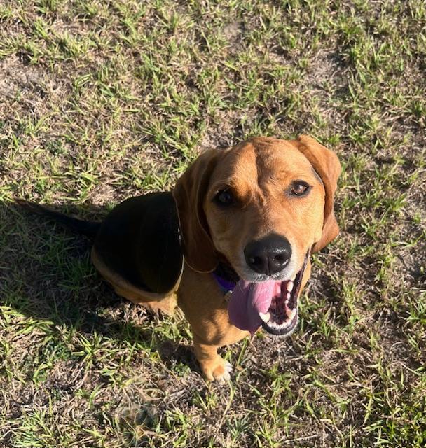 Bullet, a Adoptable mixed breed in Winter Haven, FL image 4/4