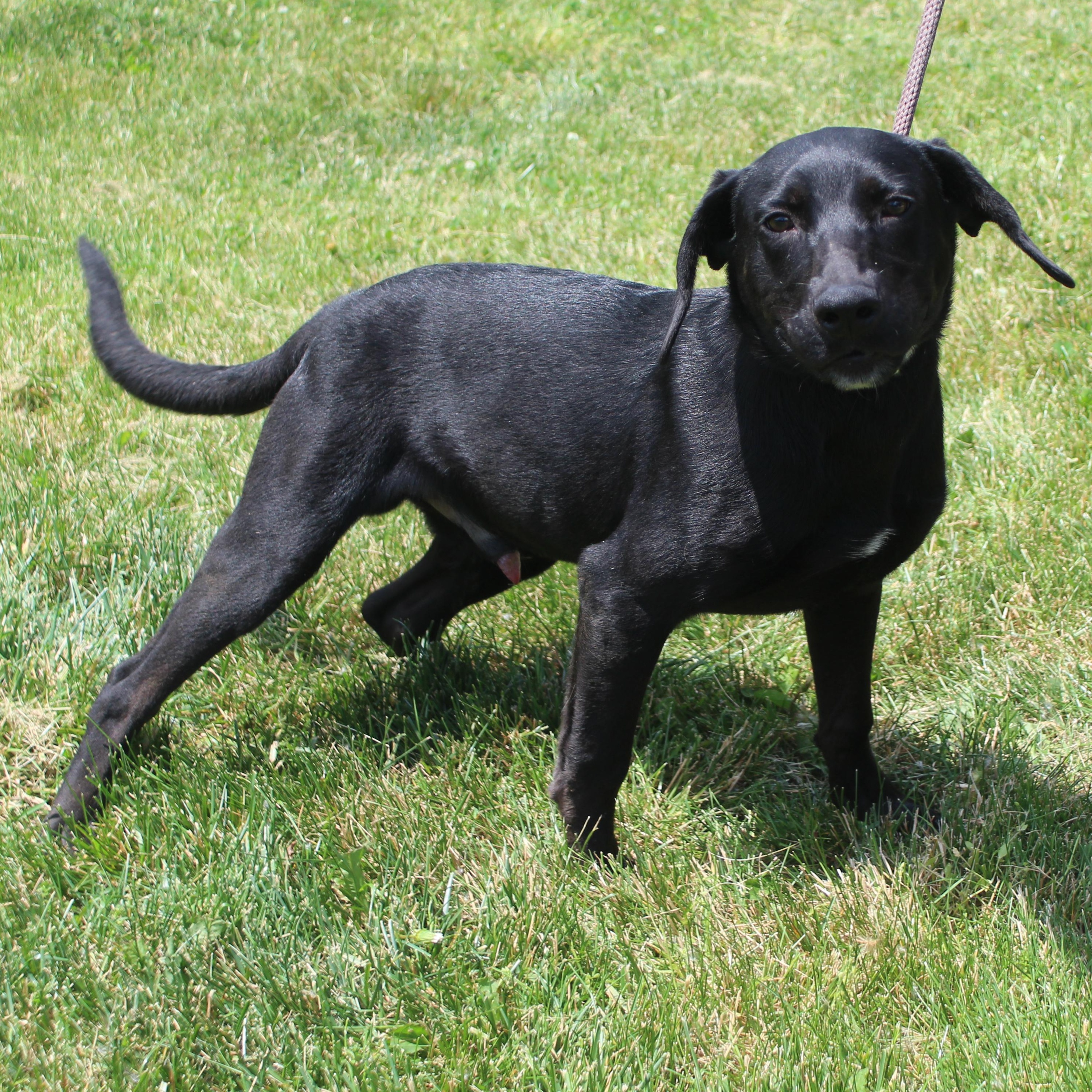 Ruff (11921), an adopted mixed breed in Heath, OH image 2/2