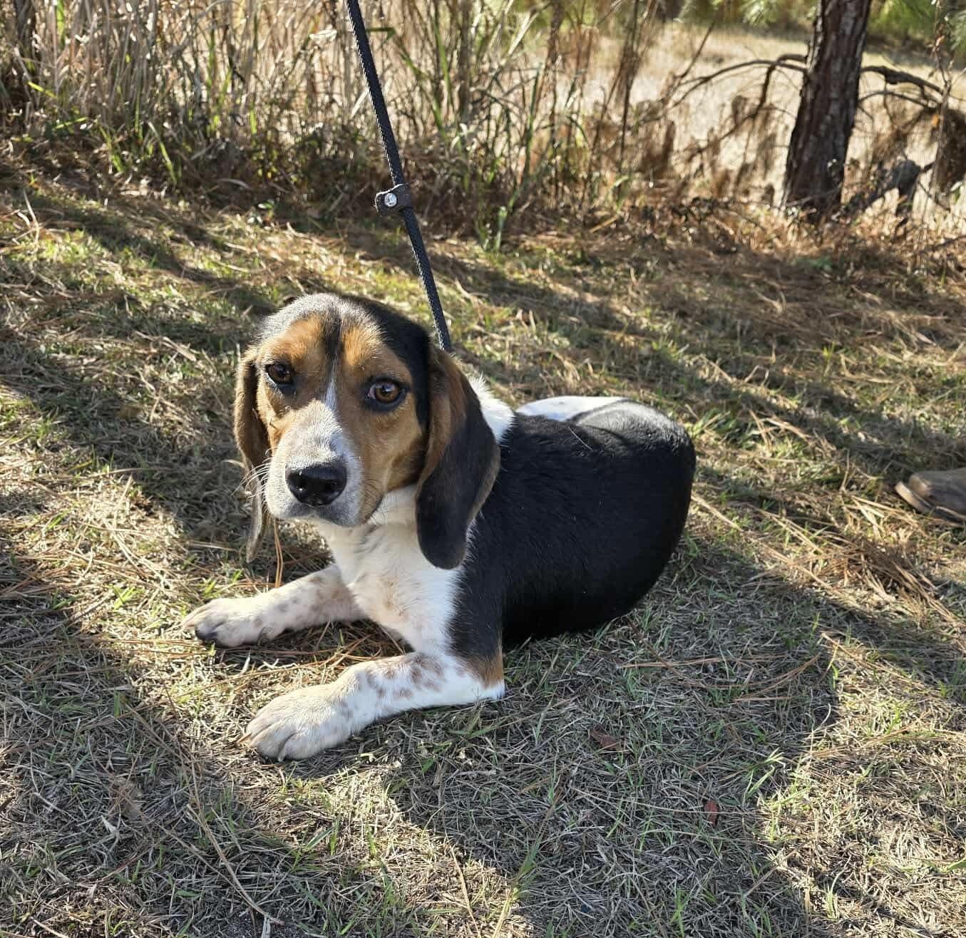 Enlarge Cooper, a ADOPTABLE Beagle in Adrian, MI image 2/6