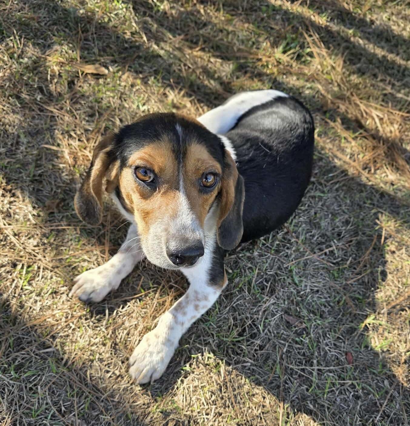 Cooper, ADOPTABLE, Adult Male Beagle.