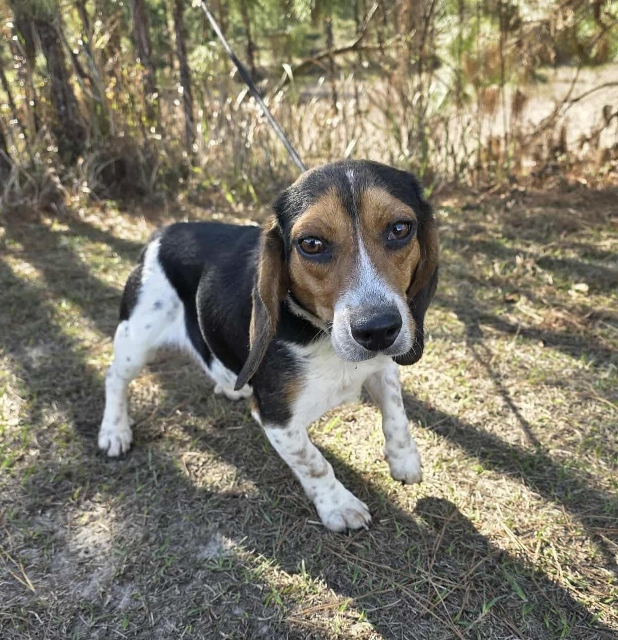 Enlarge Cooper, a ADOPTABLE Beagle in Adrian, MI image 3/6