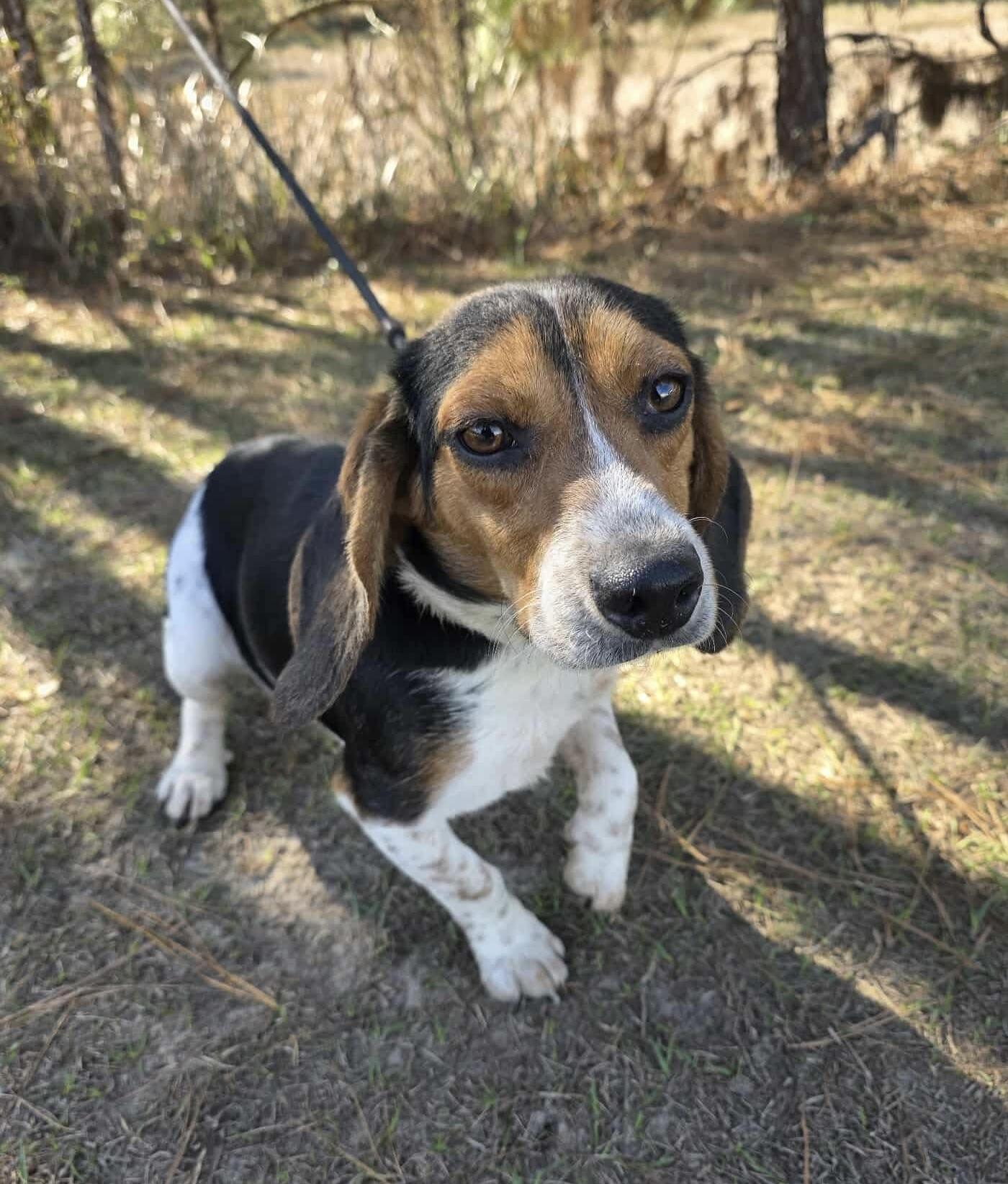 Enlarge Cooper, a ADOPTABLE Beagle in Adrian, MI image 6/6