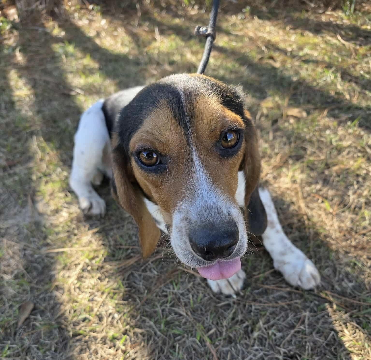 Enlarge Cooper, a ADOPTABLE Beagle in Adrian, MI image 5/6
