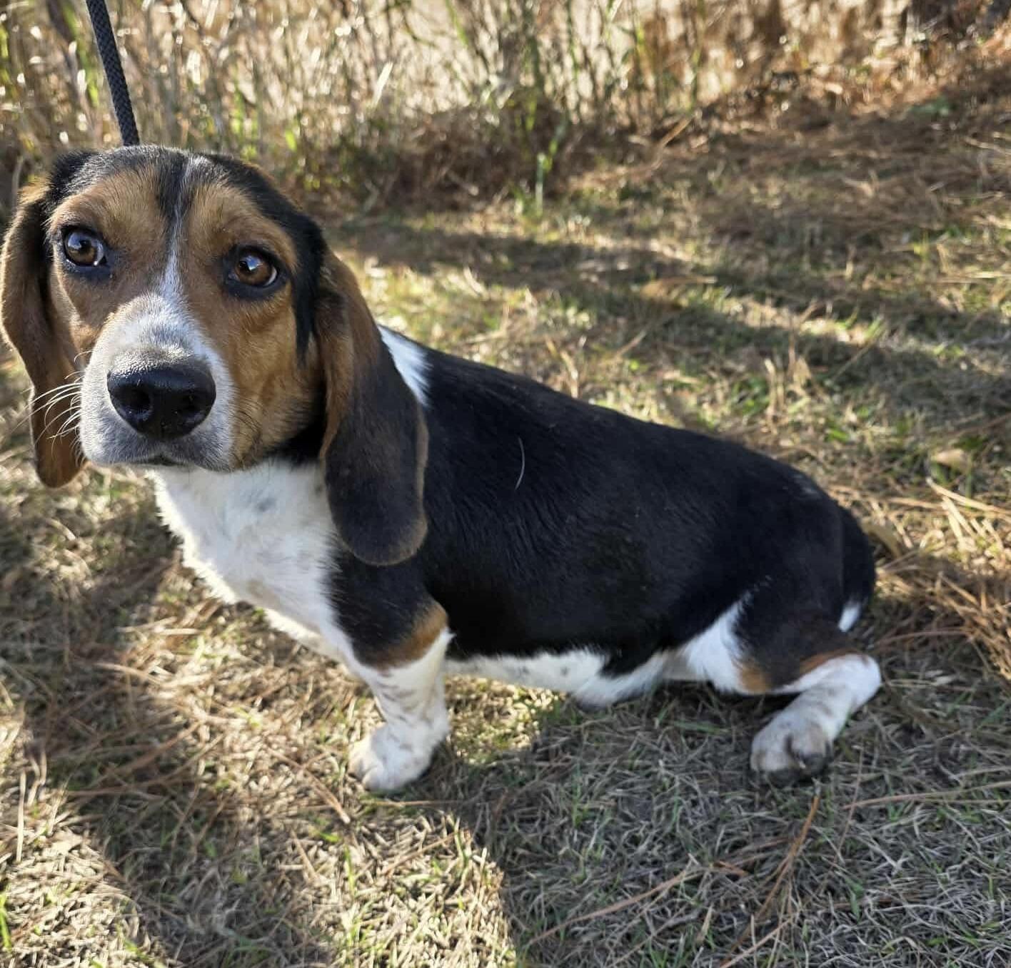 Enlarge Cooper, a ADOPTABLE Beagle in Adrian, MI image 4/6