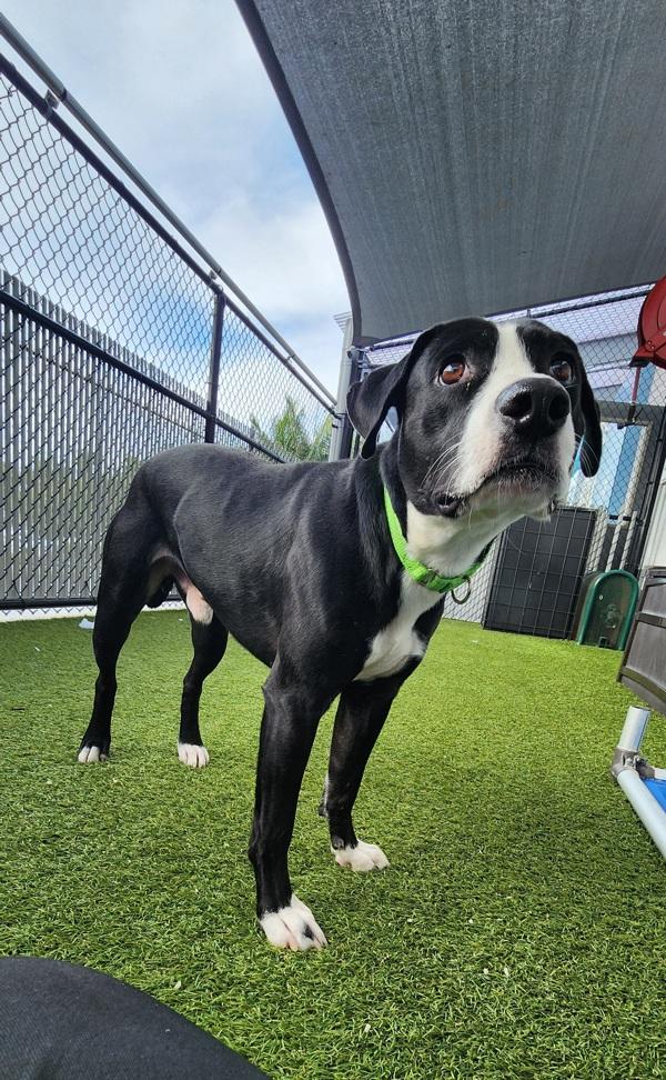 Enlarge Moonlight, a Adoptable mixed breed in San Diego, CA image 1/6