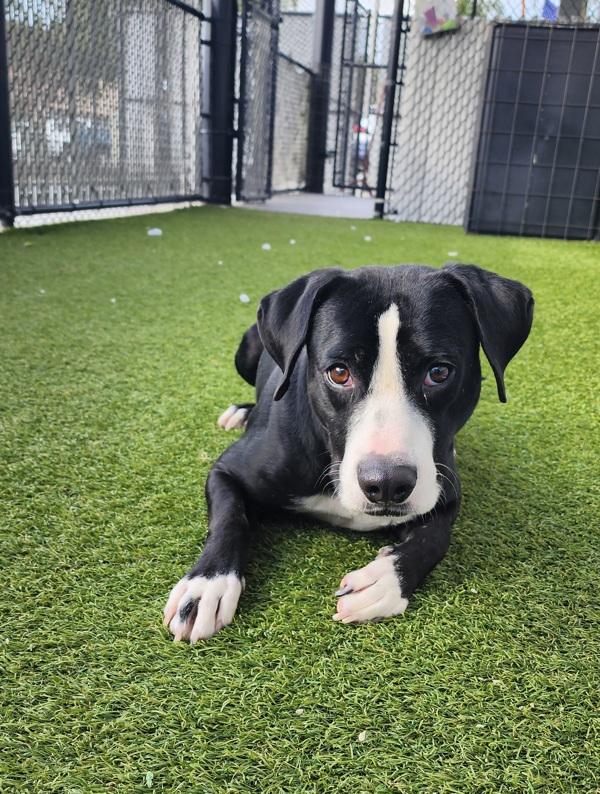 Enlarge Moonlight, a Adoptable mixed breed in San Diego, CA image 2/6