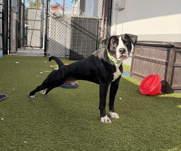 Enlarge Moonlight, a Adoptable mixed breed in San Diego, CA image 3/6