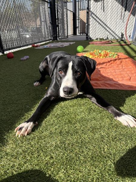 Enlarge Moonlight, a Adoptable mixed breed in San Diego, CA image 4/6