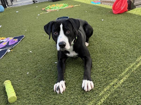 Enlarge Moonlight, a Adoptable mixed breed in San Diego, CA image 5/6