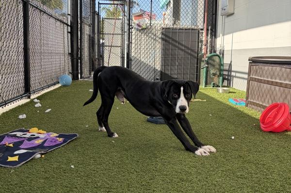 Enlarge Moonlight, a Adoptable mixed breed in San Diego, CA image 6/6