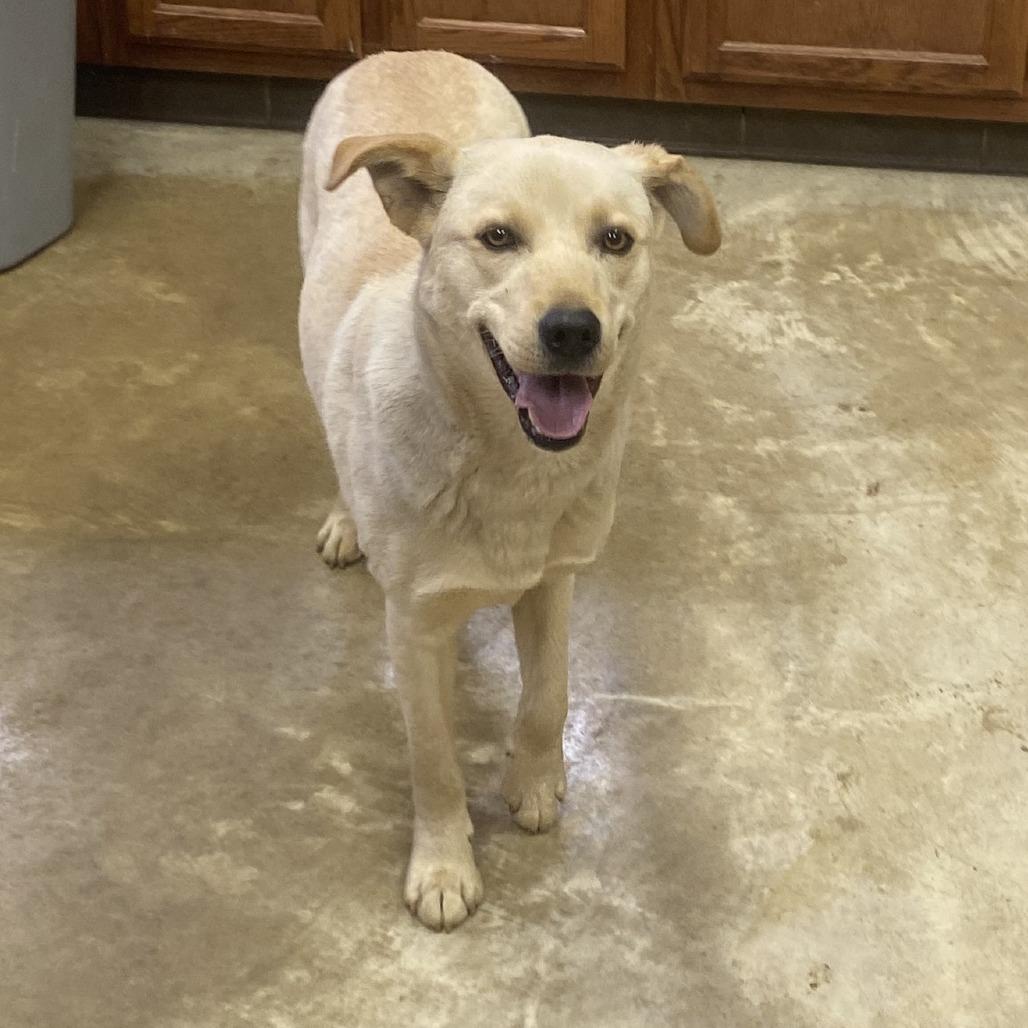 Sorbet - 012101U, Adoptable, Young Female Golden Retriever.