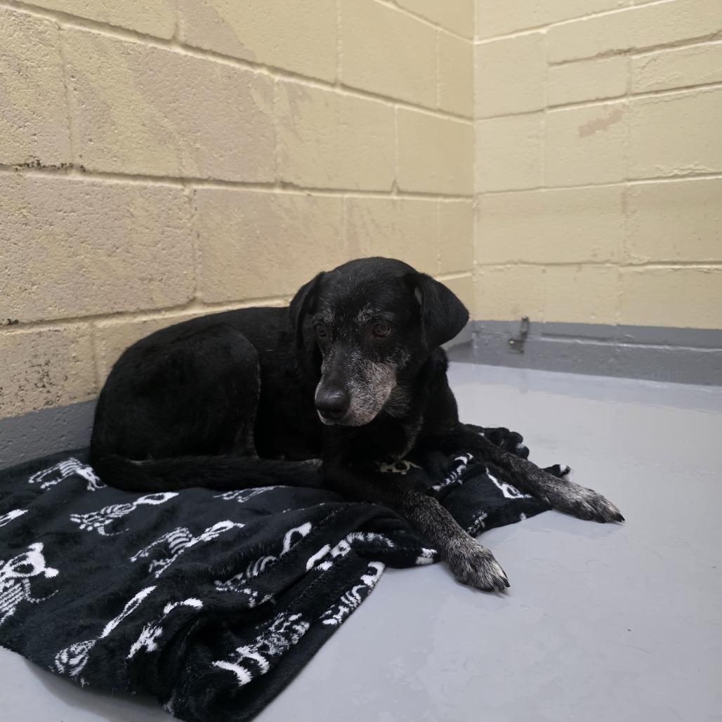 Marley, Adoptable, Senior Female Mixed Breed.