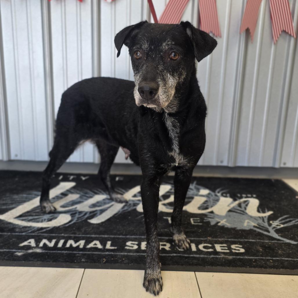 Enlarge Marley, a Adoptable Mixed Breed in Lufkin, TX image 2/5