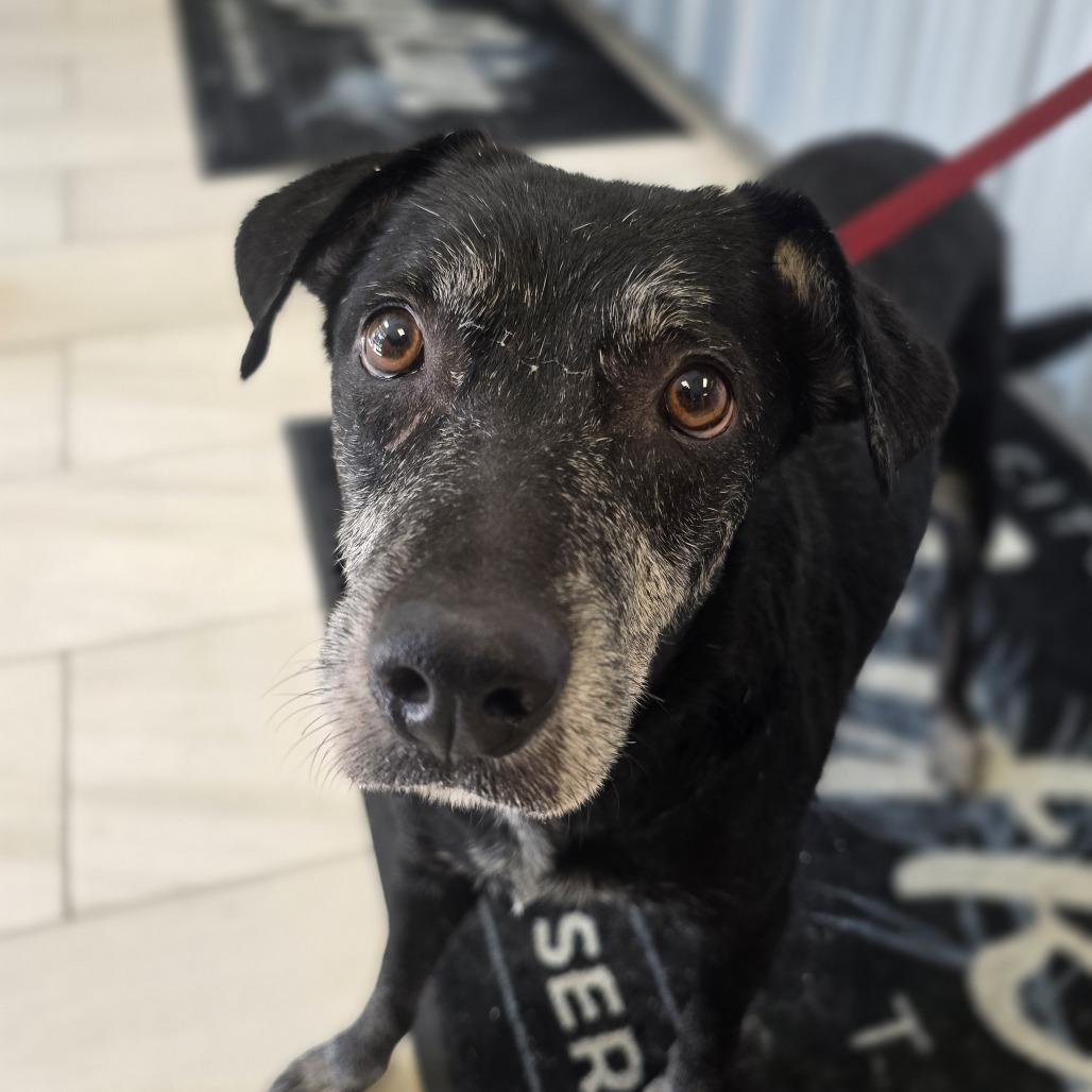 Enlarge Marley, a Adoptable Mixed Breed in Lufkin, TX image 3/5