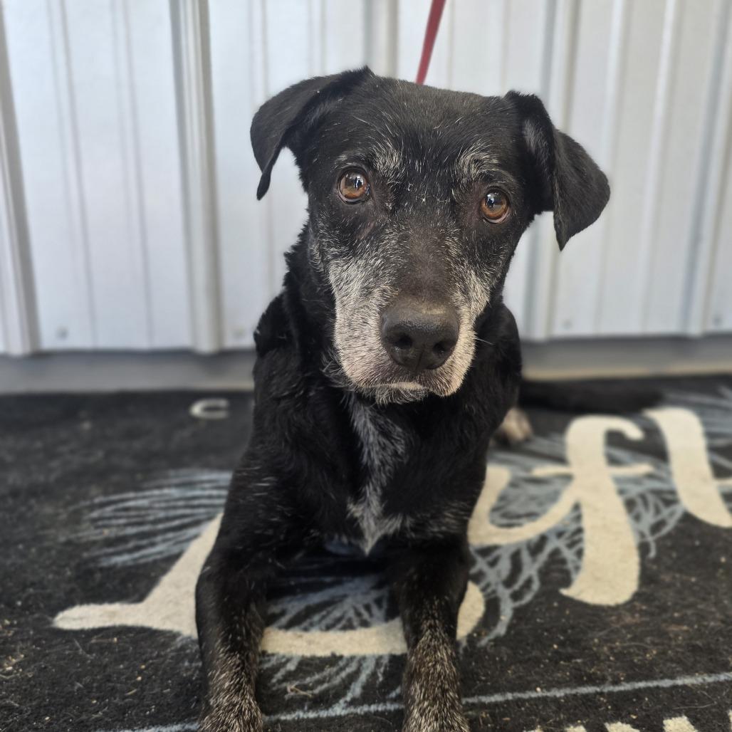 Enlarge Marley, a Adoptable Mixed Breed in Lufkin, TX image 4/5