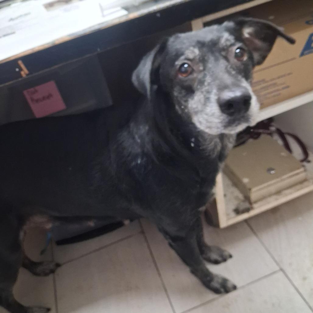 Enlarge Marley, a Adoptable Mixed Breed in Lufkin, TX image 5/5