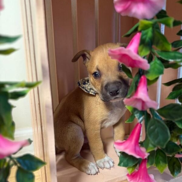 Branch Wayne Perla — thumbnail 3