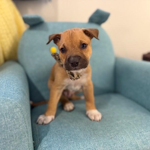 Branch Wayne Perla — thumbnail 5