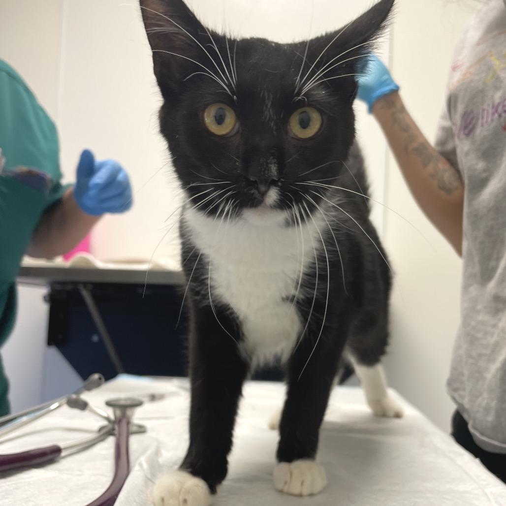 Derrick, Adoptable, Young Male Domestic Short Hair.