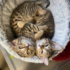 Star Wars Kittens, a ADOPTABLE Domestic Short Hair in Albany, NY image 3/6