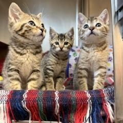 Star Wars Kittens, a ADOPTABLE Domestic Short Hair in Albany, NY image 2/6