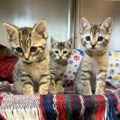 Star Wars Kittens, a ADOPTABLE Domestic Short Hair in Albany, NY image 4/6