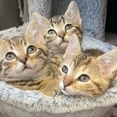 Star Wars Kittens, a ADOPTABLE Domestic Short Hair in Albany, NY image 1/6