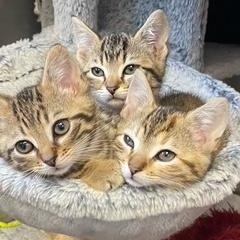 Star Wars Kittens, a ADOPTABLE Domestic Short Hair in Albany, NY image 6/6