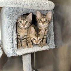 Star Wars Kittens, a ADOPTABLE Domestic Short Hair in Albany, NY image 5/6