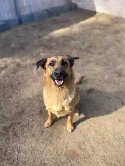 Muffinz, Adoptable, Adult Female German Shepherd Dog.
