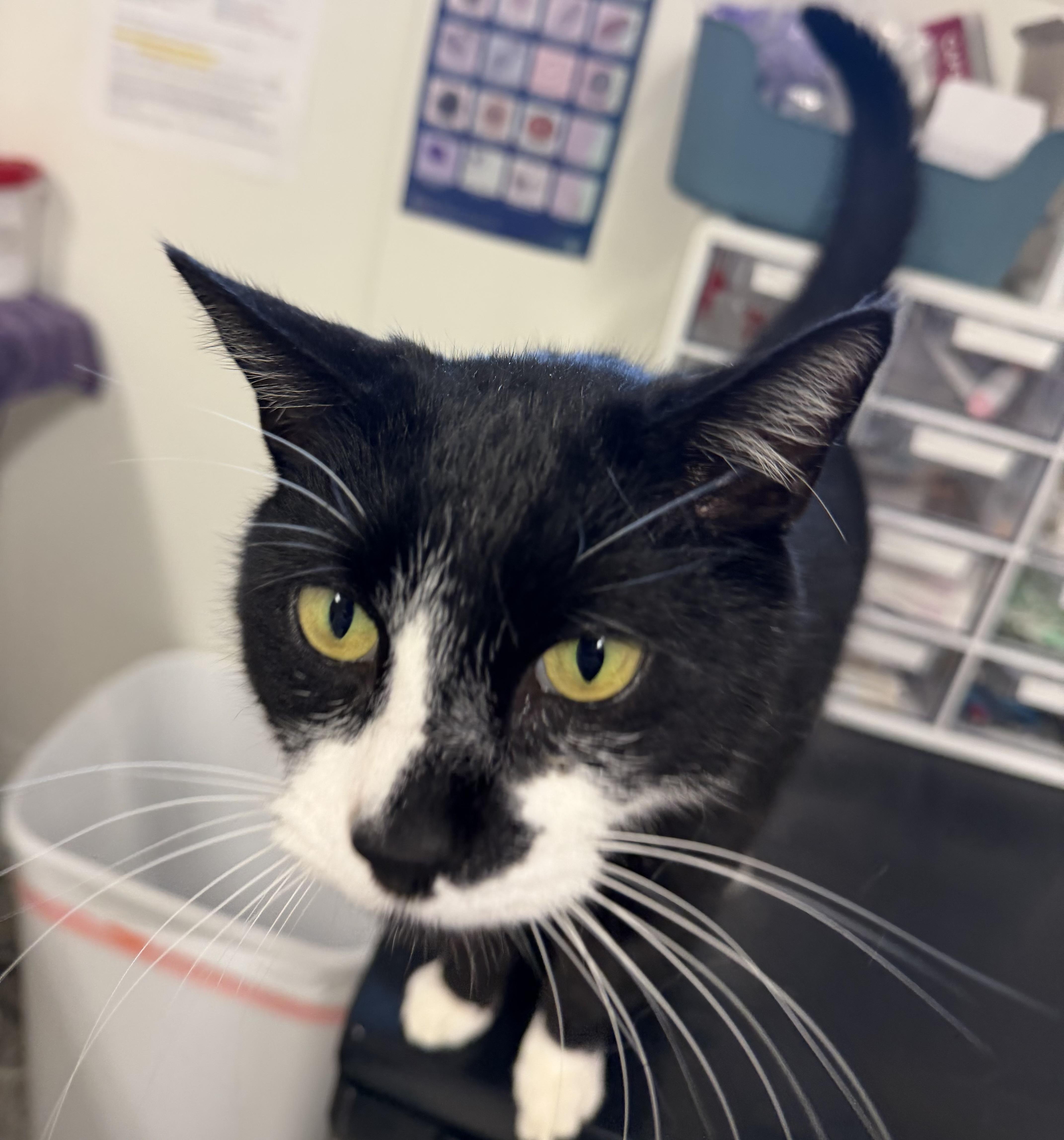 Binx, a ADOPTABLE mixed breed in Chattanooga, TN image 6/6