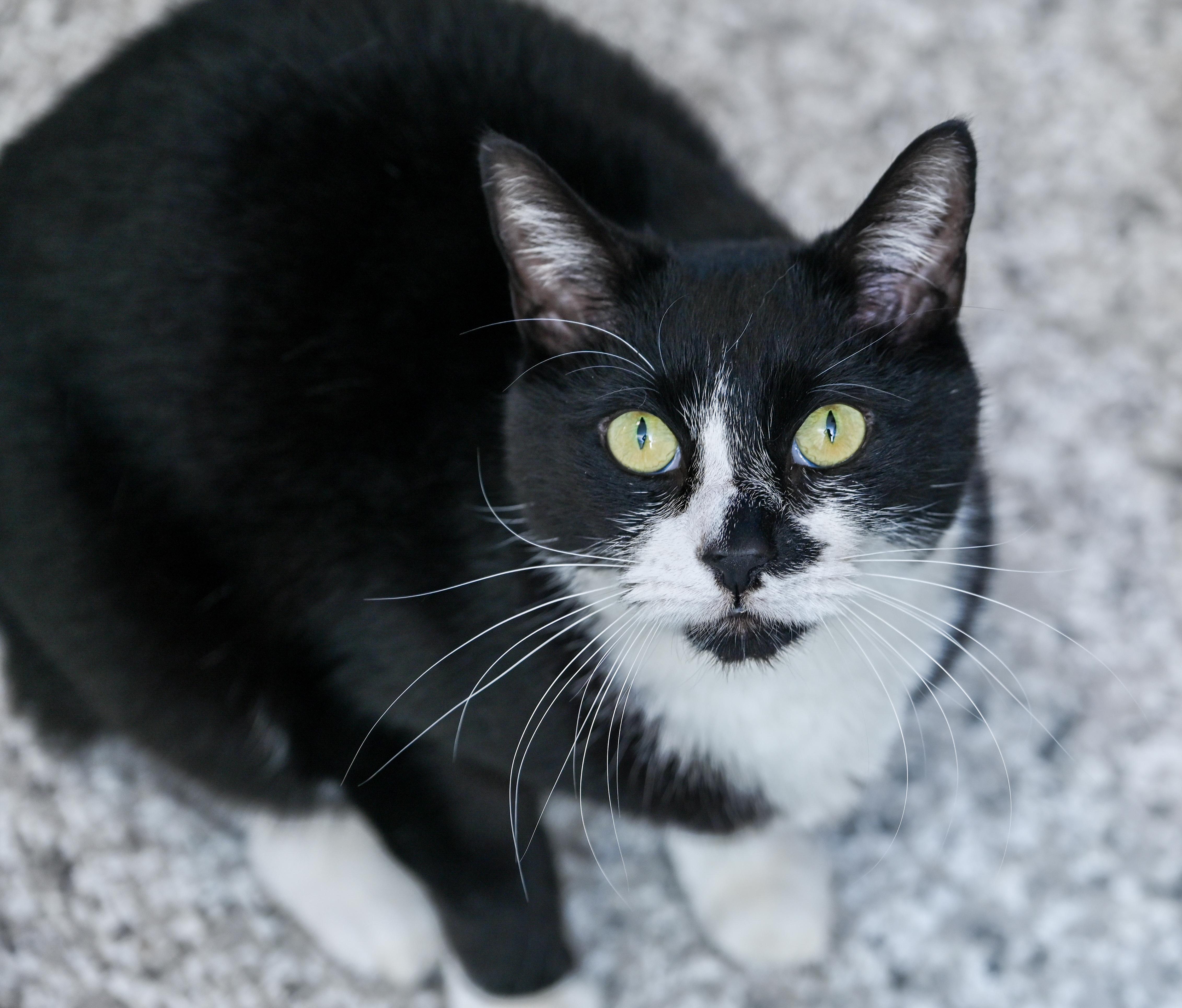 Binx, a ADOPTABLE mixed breed in Chattanooga, TN image 1/6