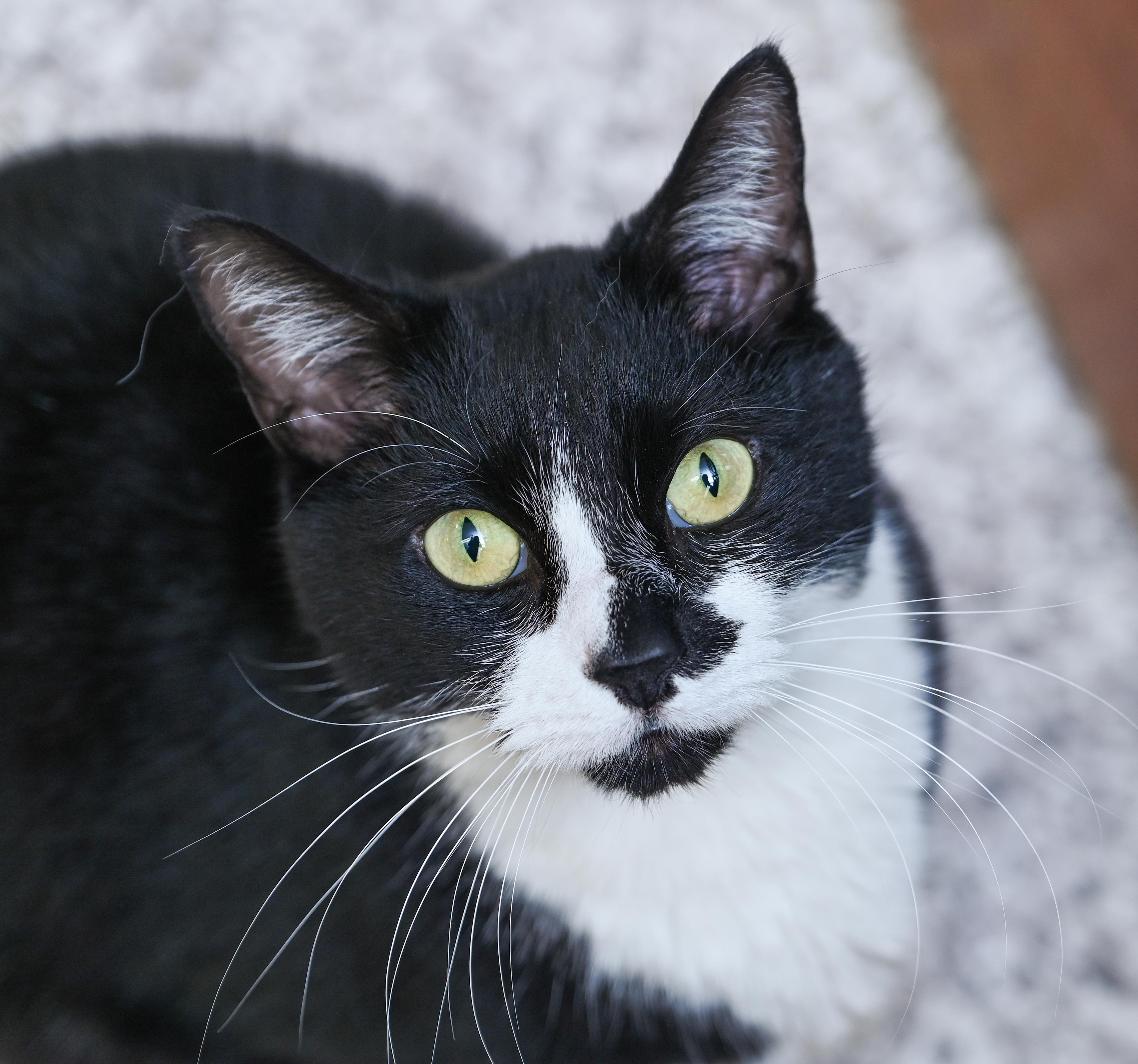 Binx, a ADOPTABLE mixed breed in Chattanooga, TN image 5/6