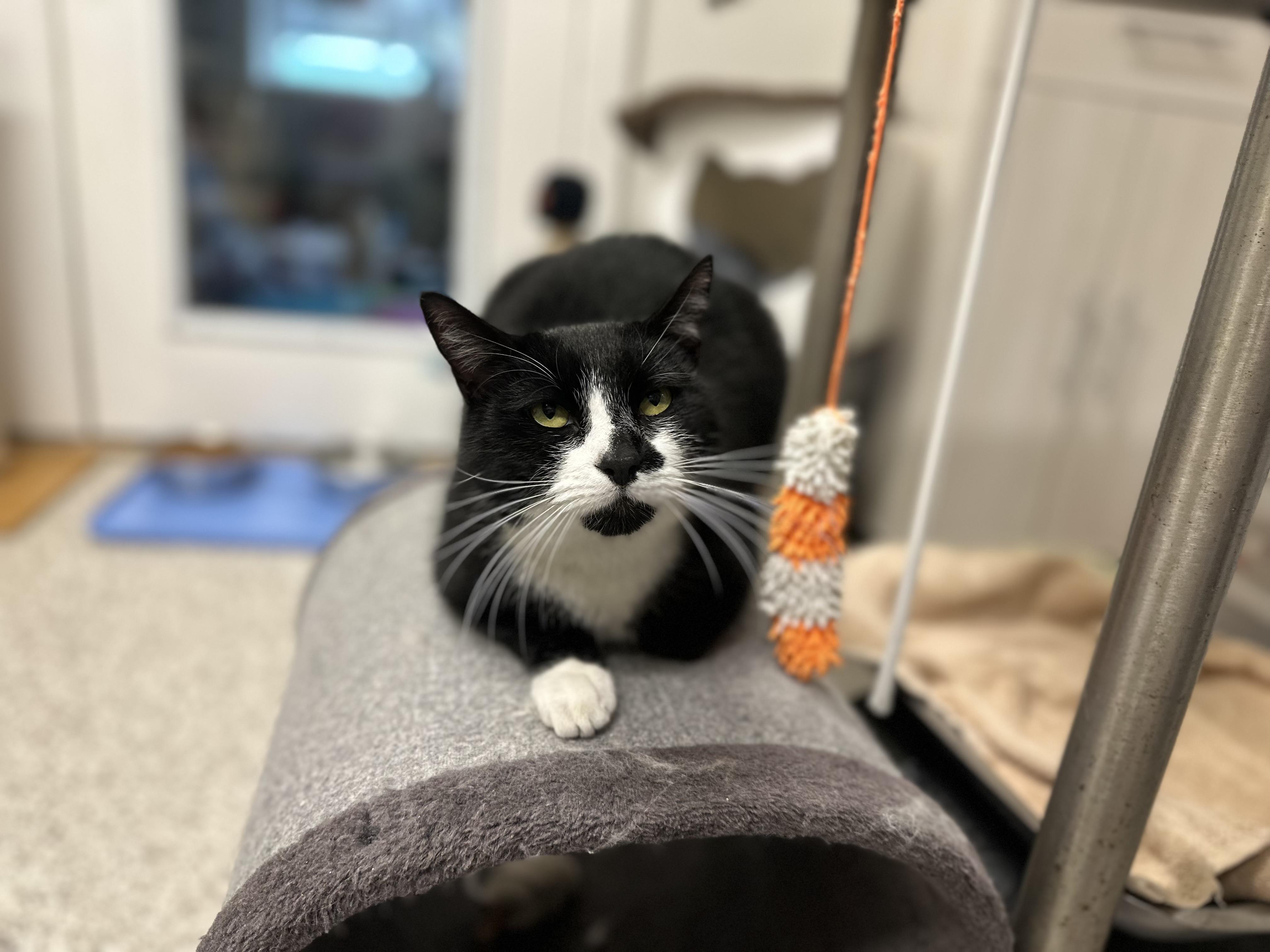 Binx, a ADOPTABLE mixed breed in Chattanooga, TN image 4/6