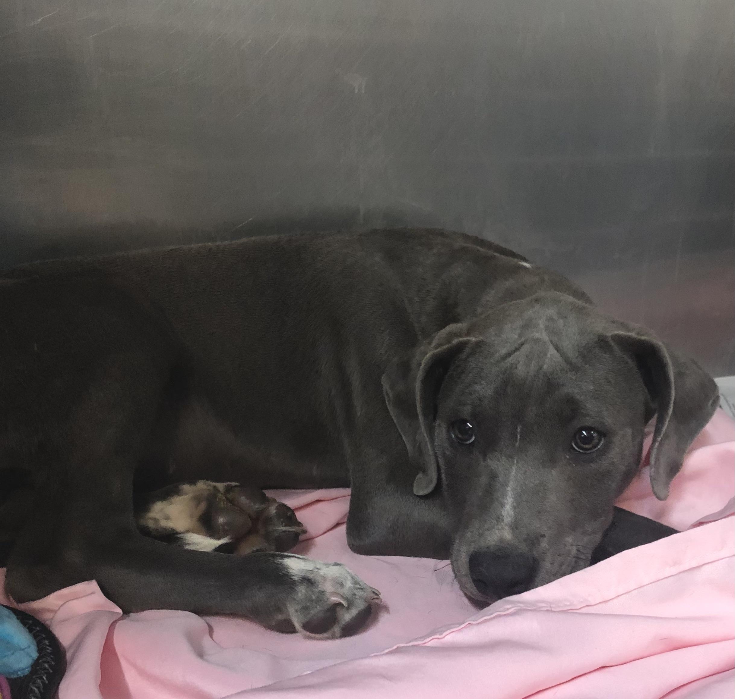 Enlarge Trip, an adopted mixed breed in Parma, OH image 1/1