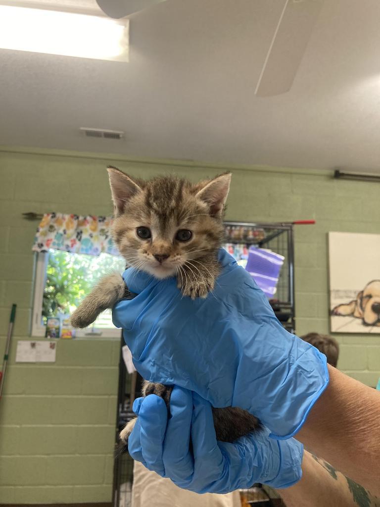 Spark Plug, Adoptable, Kitten Female Domestic Short Hair.