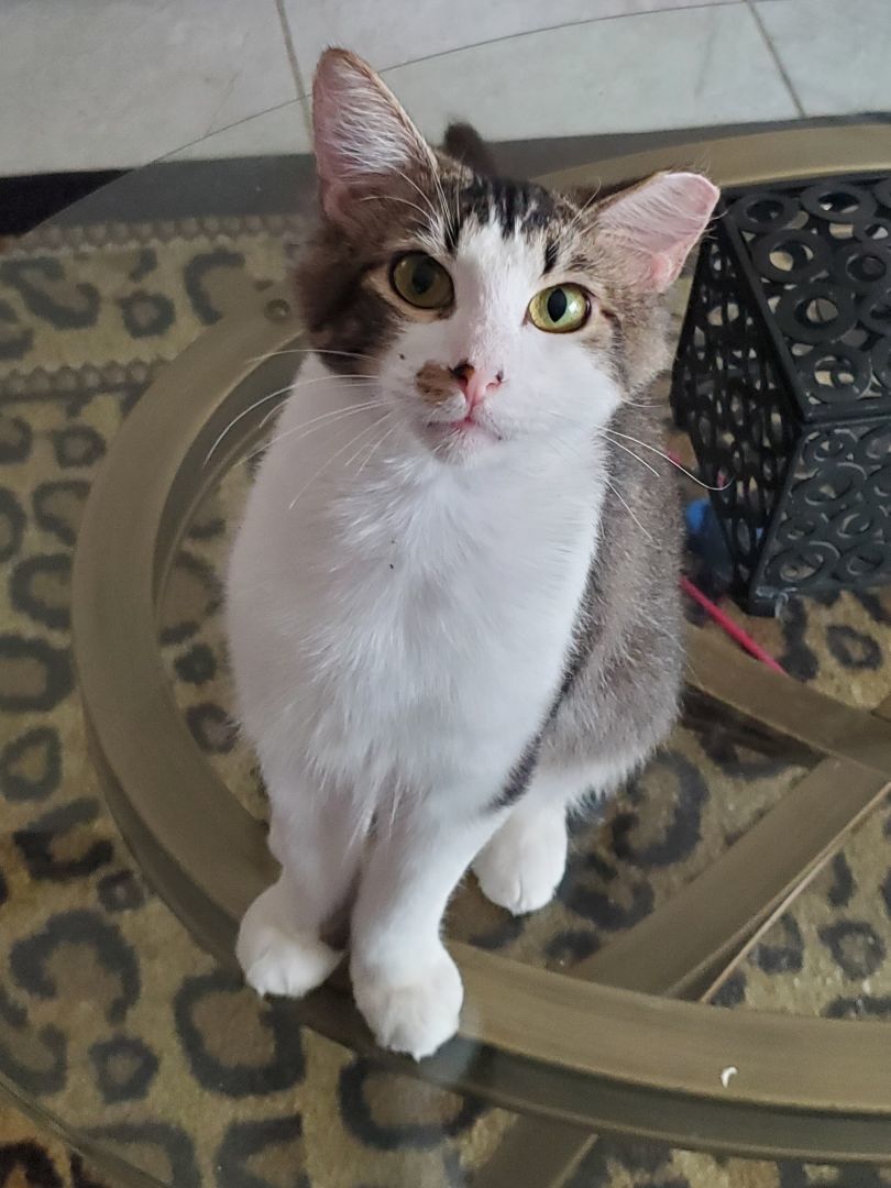 Sonny, Adopted, Young Male Domestic Medium Hair.