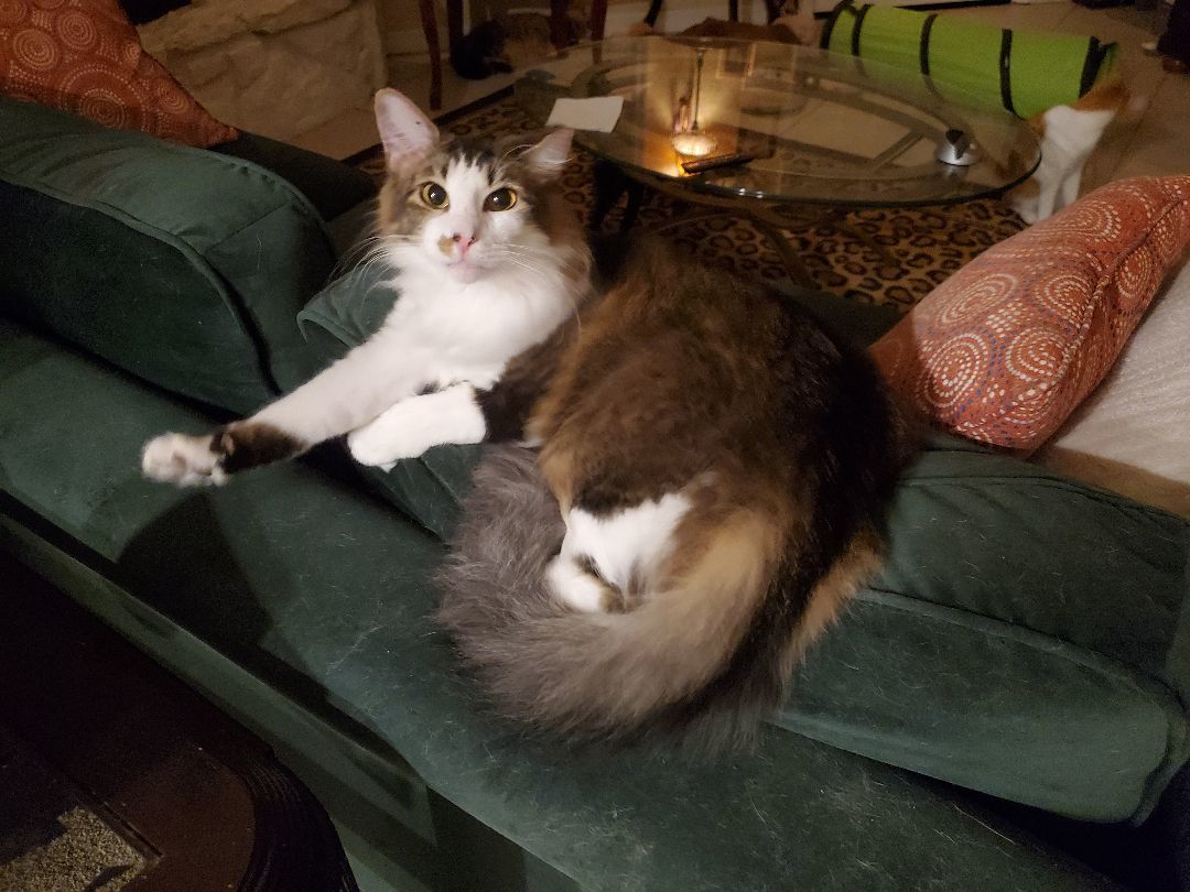 Sonny, a Adopted Domestic Medium Hair in Port Orange, FL image 3/8