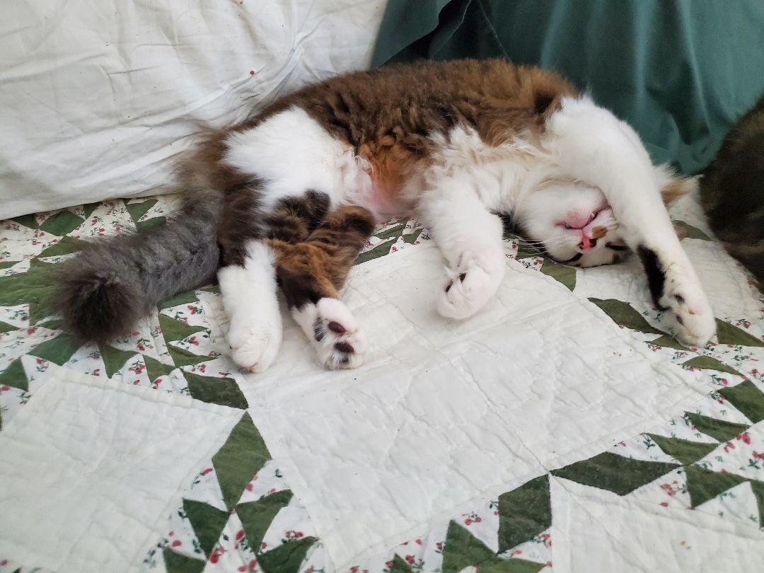 Sonny, a Adopted Domestic Medium Hair in Port Orange, FL image 4/8