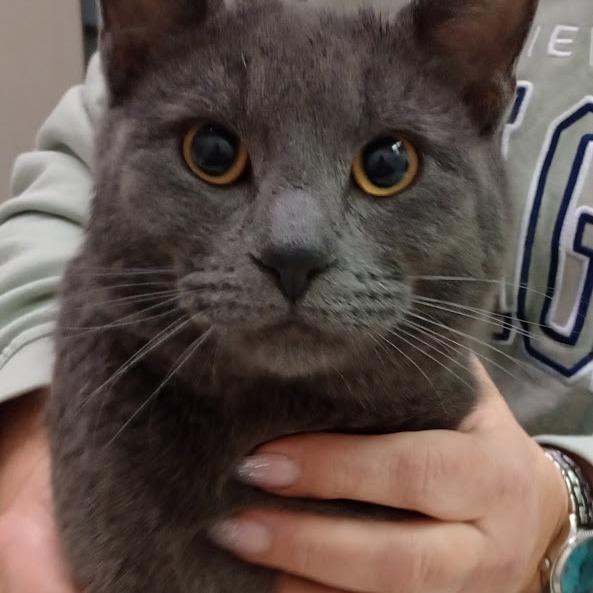 Smokey — thumbnail 2