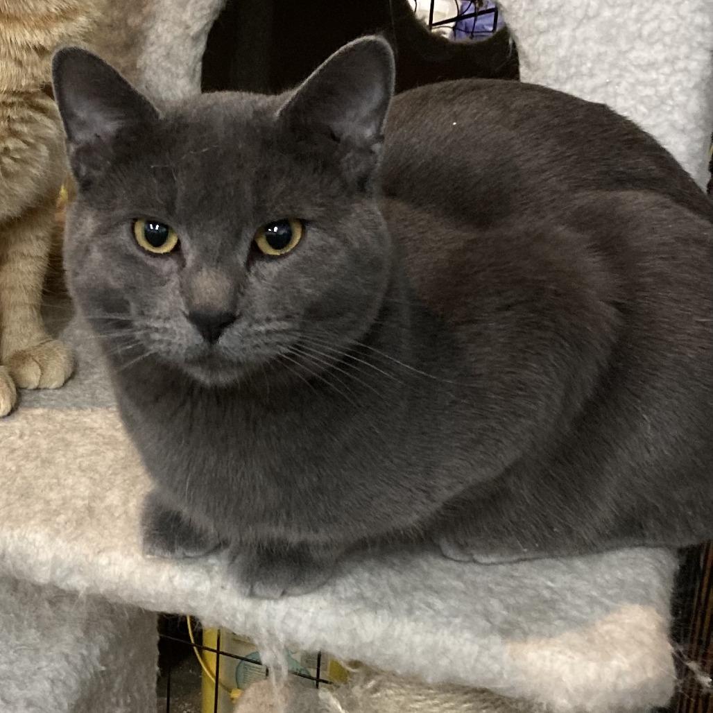 Smokey — thumbnail 4