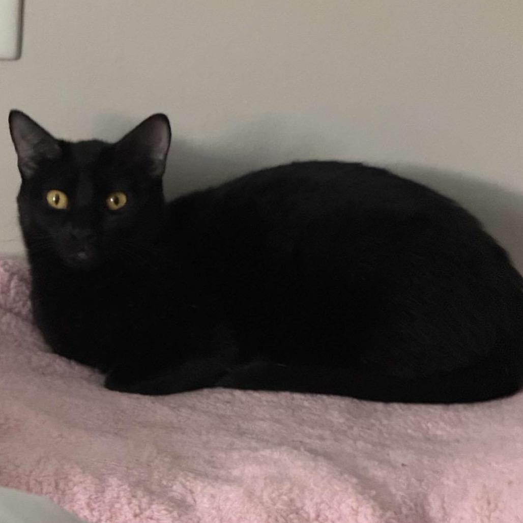 Enlarge Boosie, a Adoptable American Shorthair in mount vernon, AR image 1/1