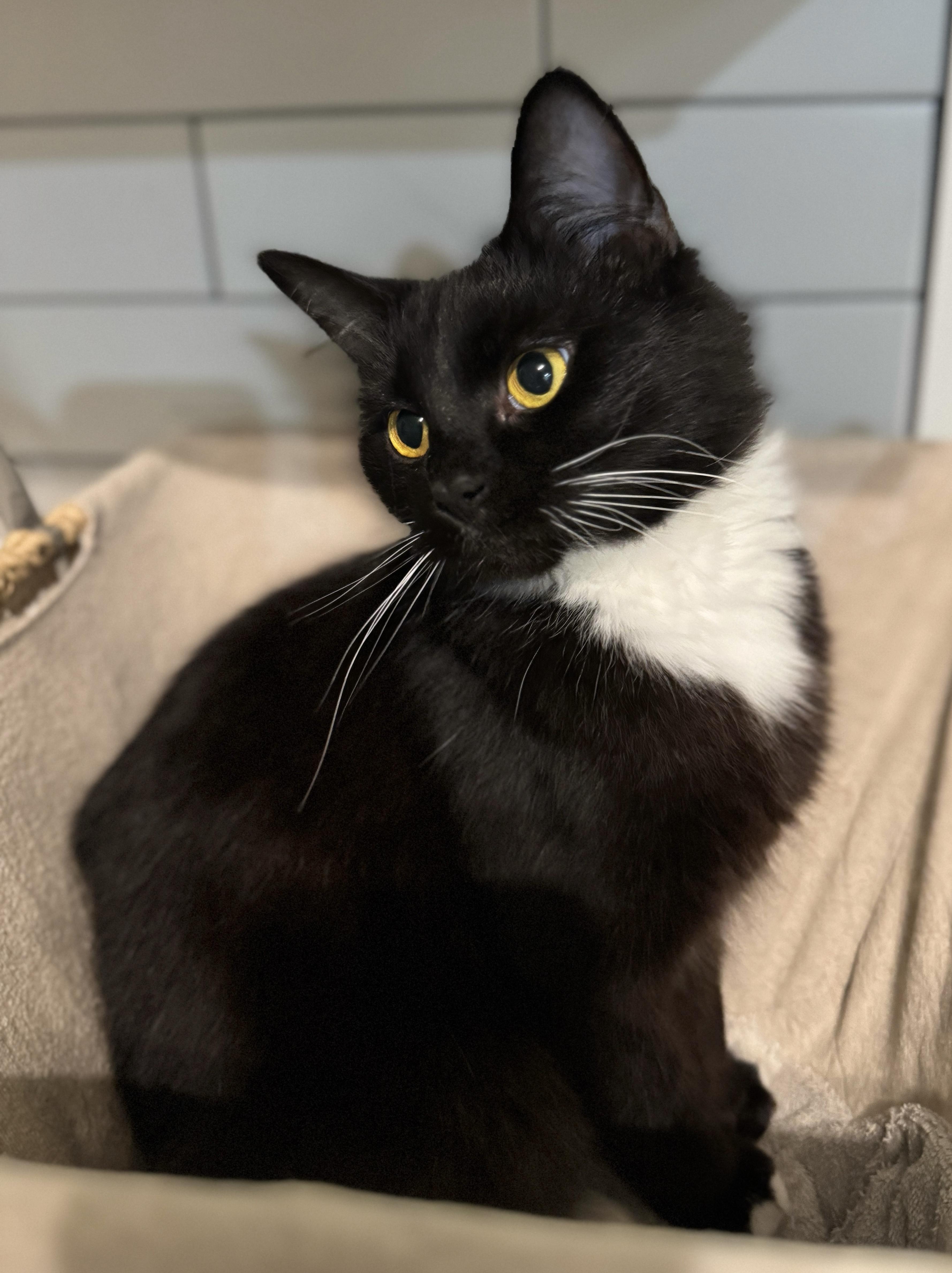 Enlarge Focaccia, an adopted Tuxedo in Columbus, OH image 2/3