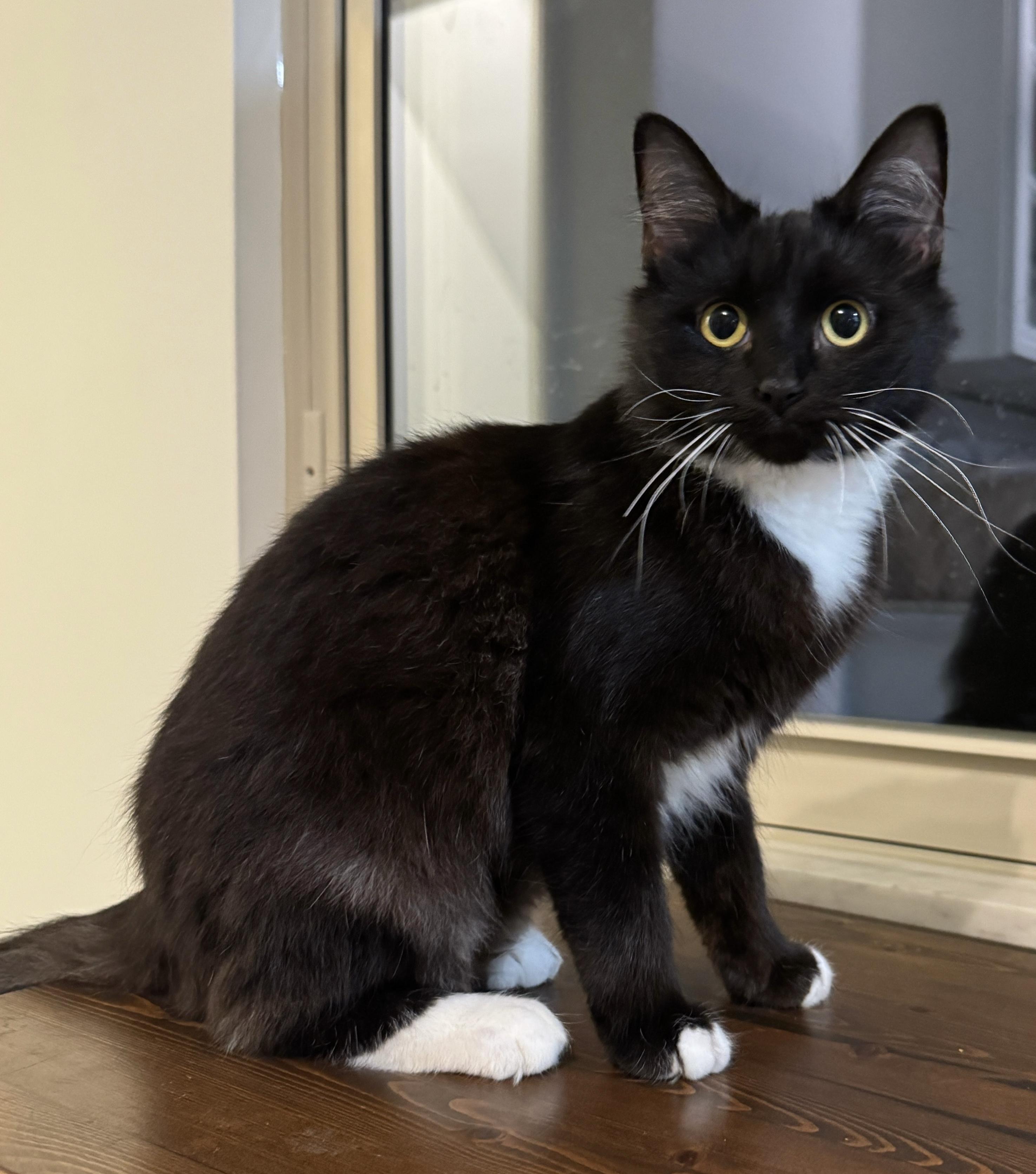 Focaccia, adopted, Young Female Tuxedo.