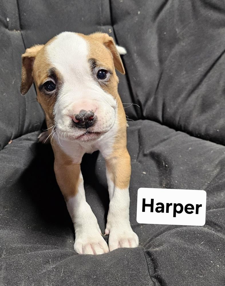 Enlarge Harper (26-034 D), a Adoptable mixed breed in Lansing, MI image 3/5